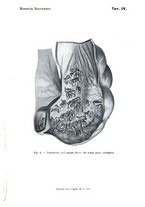 giornale/TO00181553/1916/v.1/00000021