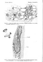 giornale/TO00181557/1912/unico/00000390