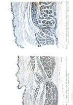 giornale/TO00181560/1909/unico/00000532