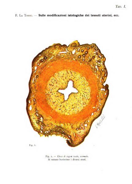 La clinica ostetrica rivista di ostetricia, ginecologia e pediatria. - A. 1, n. 1 (1899)-a. 40, n. 12 (dic. 1938)