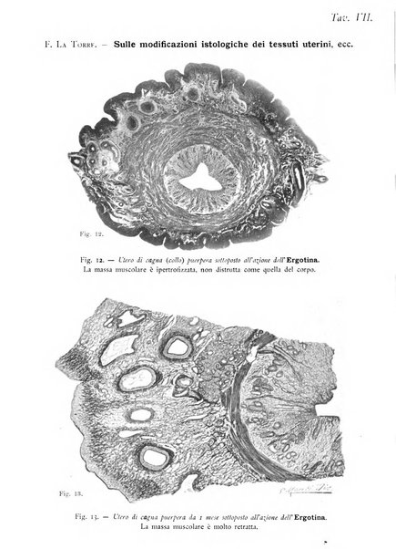 La clinica ostetrica rivista di ostetricia, ginecologia e pediatria. - A. 1, n. 1 (1899)-a. 40, n. 12 (dic. 1938)