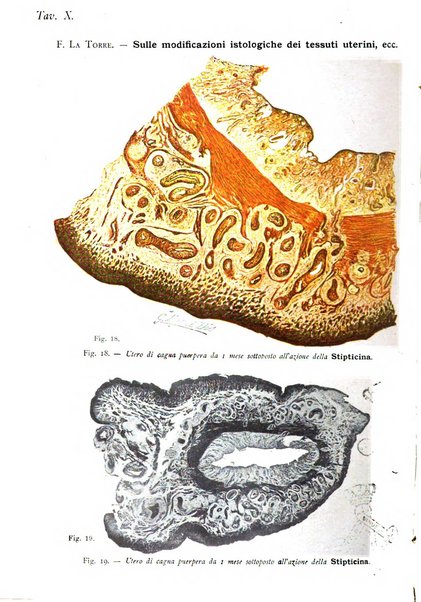 La clinica ostetrica rivista di ostetricia, ginecologia e pediatria. - A. 1, n. 1 (1899)-a. 40, n. 12 (dic. 1938)