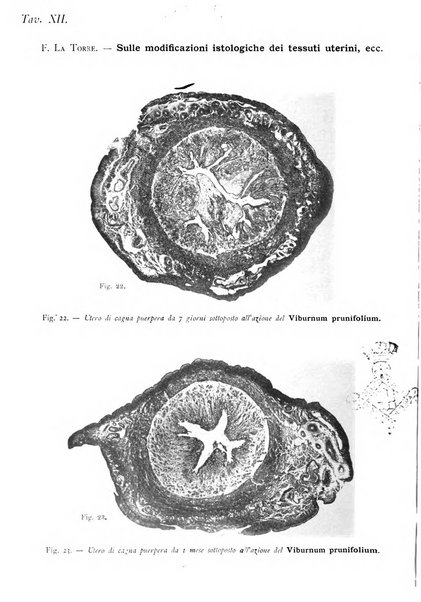 La clinica ostetrica rivista di ostetricia, ginecologia e pediatria. - A. 1, n. 1 (1899)-a. 40, n. 12 (dic. 1938)