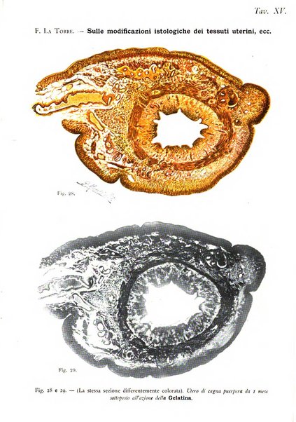 La clinica ostetrica rivista di ostetricia, ginecologia e pediatria. - A. 1, n. 1 (1899)-a. 40, n. 12 (dic. 1938)