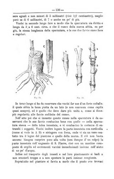 Il coltivatore giornale di agricoltura pratica