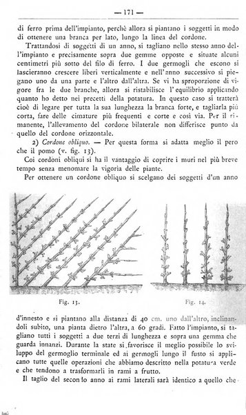 Il coltivatore giornale di agricoltura pratica