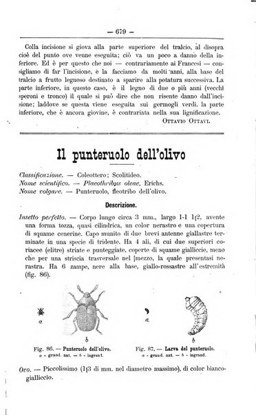 Il coltivatore giornale di agricoltura pratica