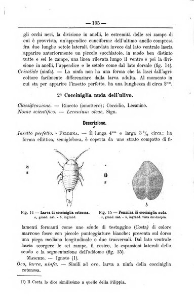 Il coltivatore giornale di agricoltura pratica