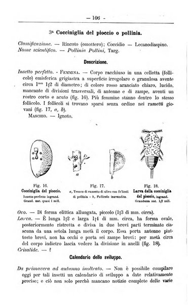 Il coltivatore giornale di agricoltura pratica