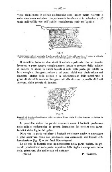 Il coltivatore giornale di agricoltura pratica