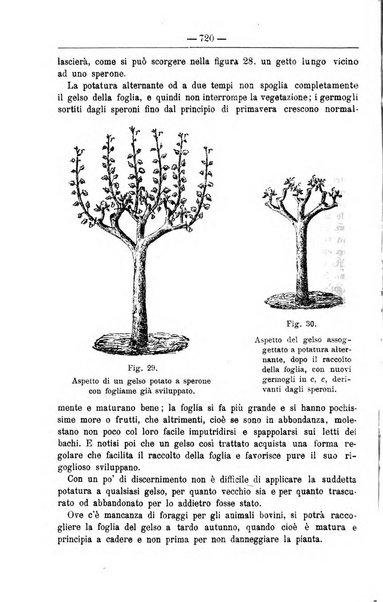 Il coltivatore giornale di agricoltura pratica