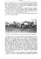 giornale/TO00181640/1911/V.2/00000598