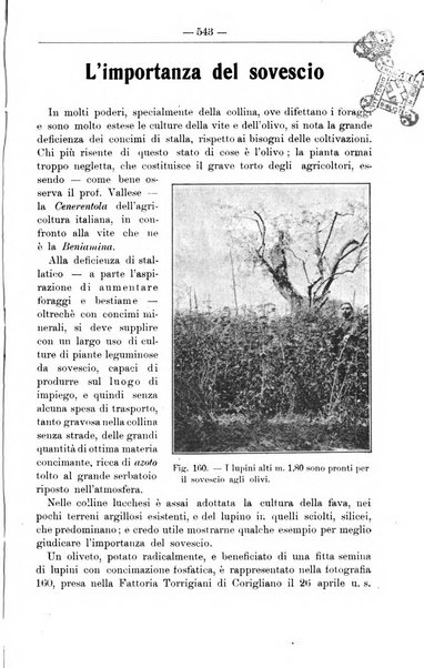 Il coltivatore giornale di agricoltura pratica