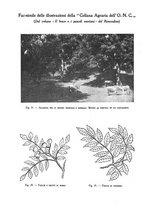 giornale/TO00182016/1931/unico/00000036