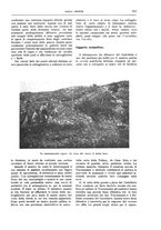 giornale/TO00182518/1916/unico/00000233