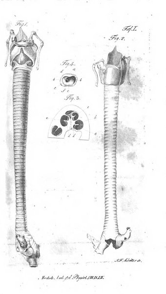 Deutsches Archiv fur die Physiologie