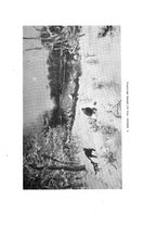 giornale/TO00183580/1916/V.43/00000023