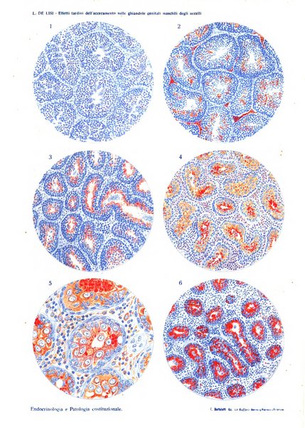 Endocrinologia e patologia costituzionale