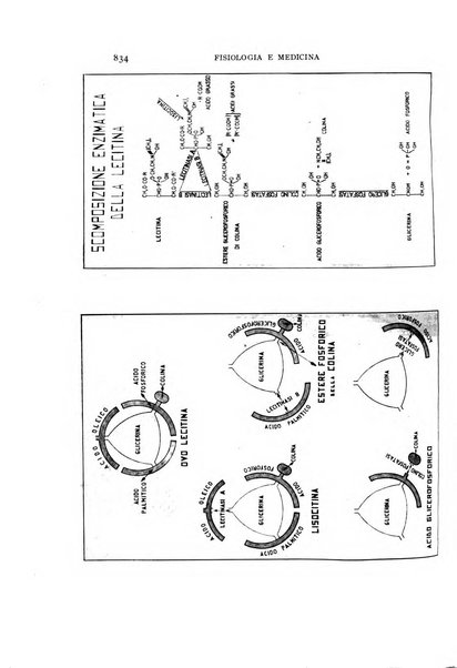 Fisiologia e medicina rassegna mensile