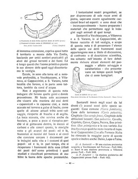 Forum Livii rivista d'attivita municipale della citta di Forlì