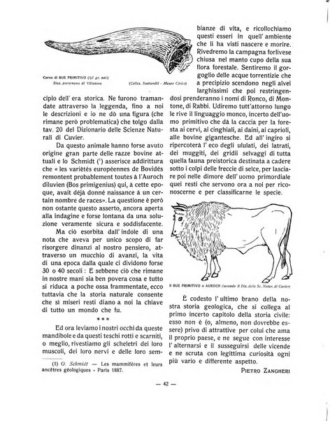 Forum Livii rivista d'attivita municipale della citta di Forlì