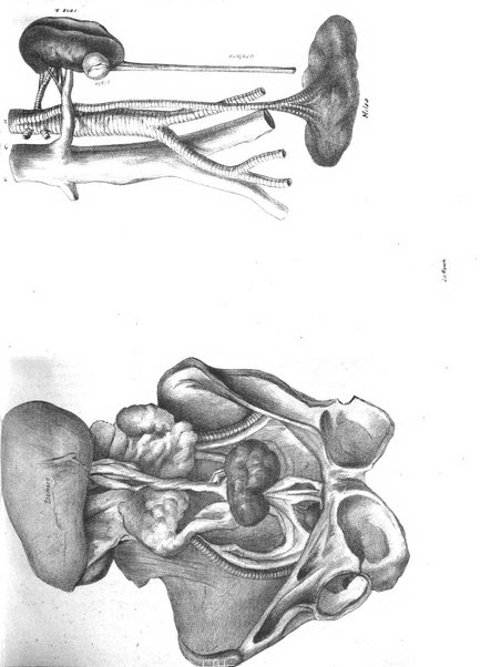 Gazzetta medica lombarda