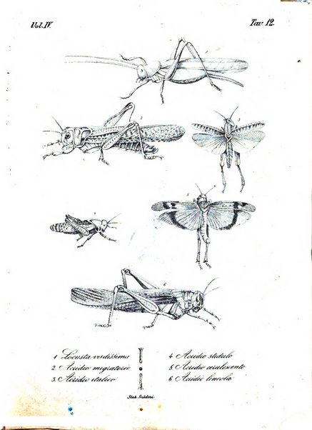 Giornale dell'ingegnere-architetto ed agronomo