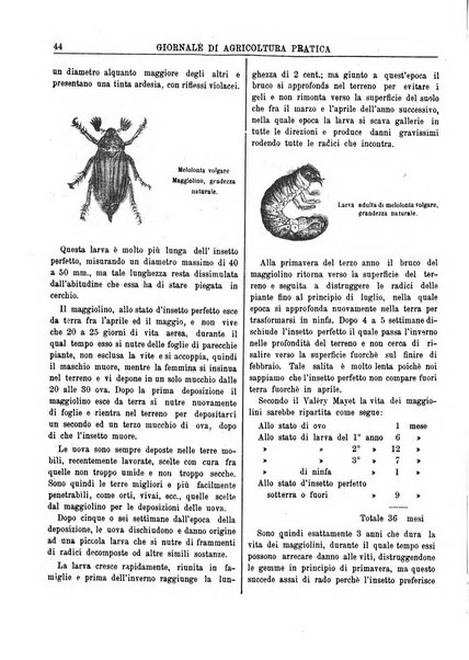 Giornale di agricoltura pratica organo ufficiale della Regia Stazione enologica sperimentale di Asti, della Regia Scuola di viticoltura, enologia e pomologia di Alba, della Regia Scuola agraria di Caluso e dei Comizi agrari di Asti e Alba