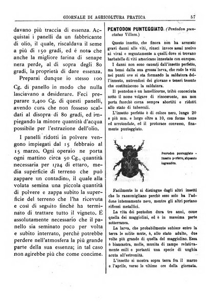 Giornale di agricoltura pratica organo ufficiale della Regia Stazione enologica sperimentale di Asti, della Regia Scuola di viticoltura, enologia e pomologia di Alba, della Regia Scuola agraria di Caluso e dei Comizi agrari di Asti e Alba