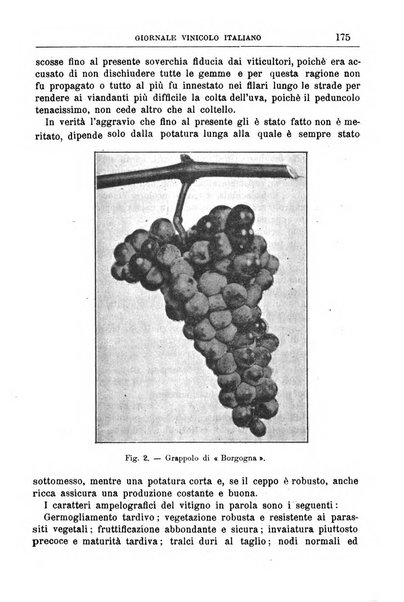 Giornale vinicolo italiano