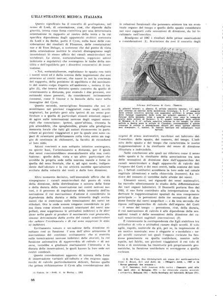 L'illustrazione medica italiana medicina, biologia, psicologia, patologia nell'arte...