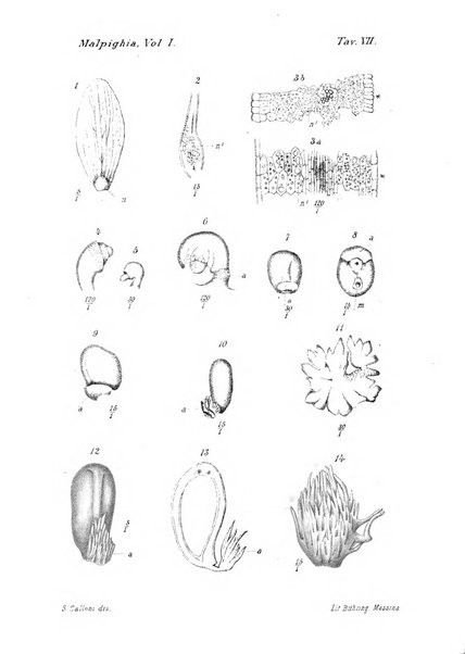 Malpighia rassegna mensuale di botanica