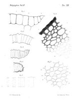 giornale/TO00188160/1888/unico/00000305