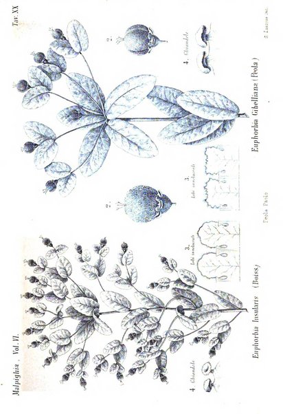 Malpighia rassegna mensuale di botanica