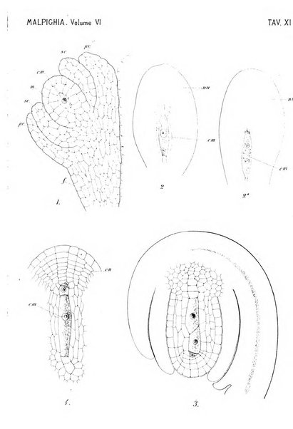 Malpighia rassegna mensuale di botanica