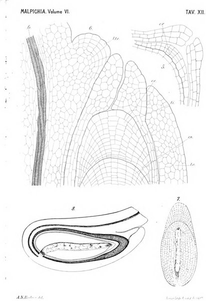 Malpighia rassegna mensuale di botanica