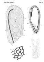 giornale/TO00188160/1892-1893/unico/00000571