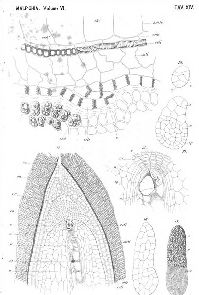 Malpighia rassegna mensuale di botanica