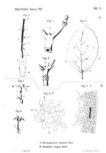 Malpighia rassegna mensuale di botanica