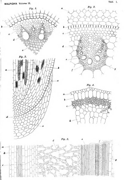 Malpighia rassegna mensuale di botanica