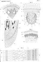 giornale/TO00188160/1895/unico/00000577