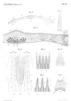 giornale/TO00188160/1895/unico/00000593