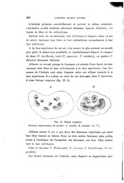 Malpighia rassegna mensuale di botanica