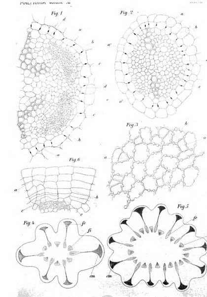 Malpighia rassegna mensuale di botanica