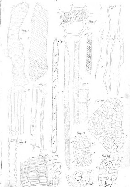 Malpighia rassegna mensuale di botanica