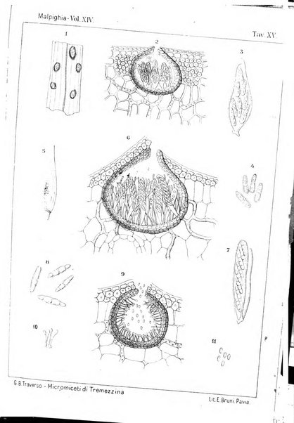 Malpighia rassegna mensuale di botanica