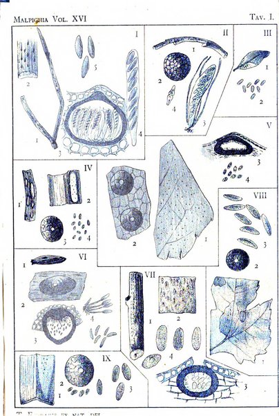 Malpighia rassegna mensuale di botanica