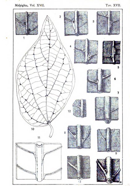 Malpighia rassegna mensuale di botanica