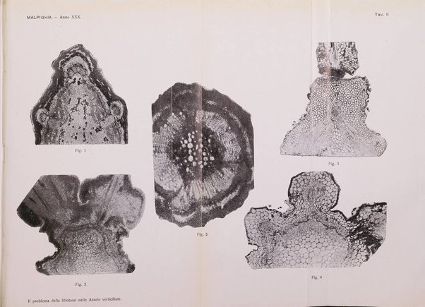 Malpighia rassegna mensuale di botanica