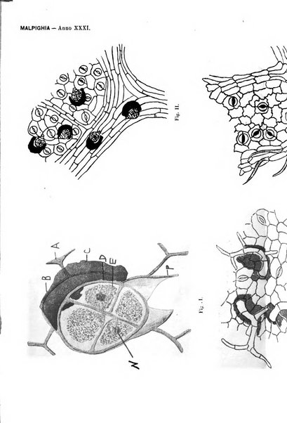 Malpighia rassegna mensuale di botanica